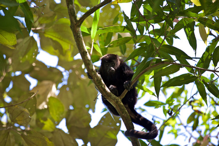 Belize Nature Walks