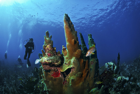 Belize Scuba Diving Tours
