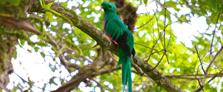 Bird Watching