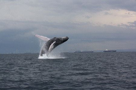 Marine Wildlife