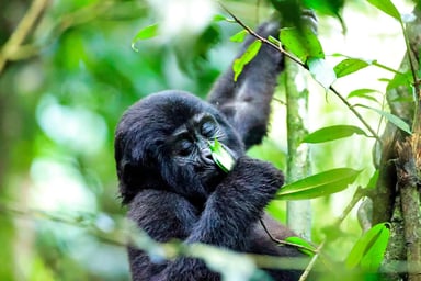 Rwanda Destination