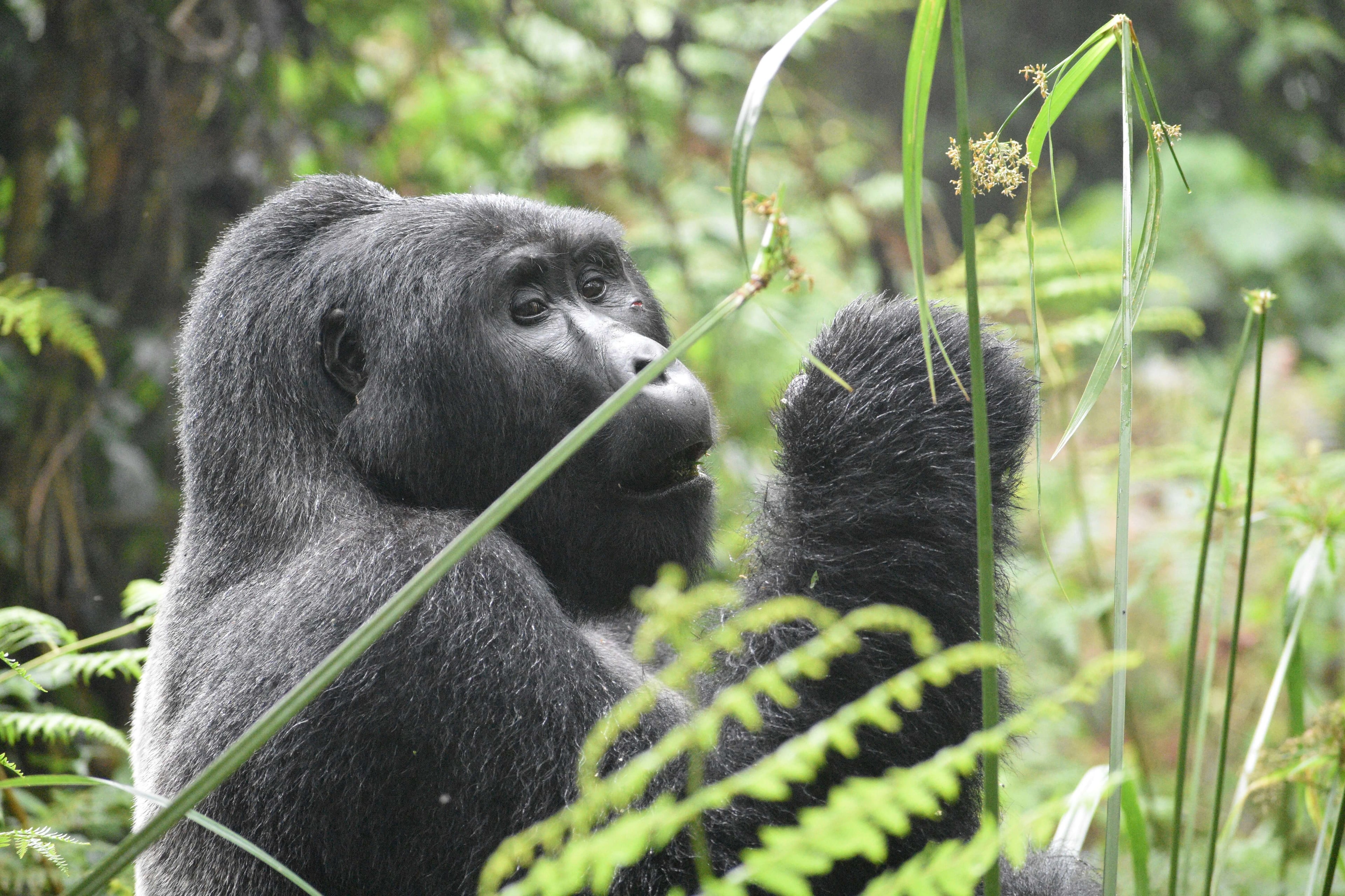 Rwanda