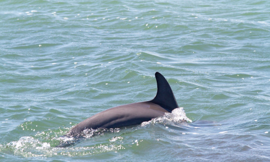 Are Cuba's Beaches Nice Image: A dolphin emerges from the water. 