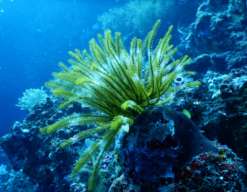 To damage one aspect of the ocean's ecosystem is to cause a ripple effect. Belize Barrier Reef Image: Almost fern-like sea foliage bends in the water.