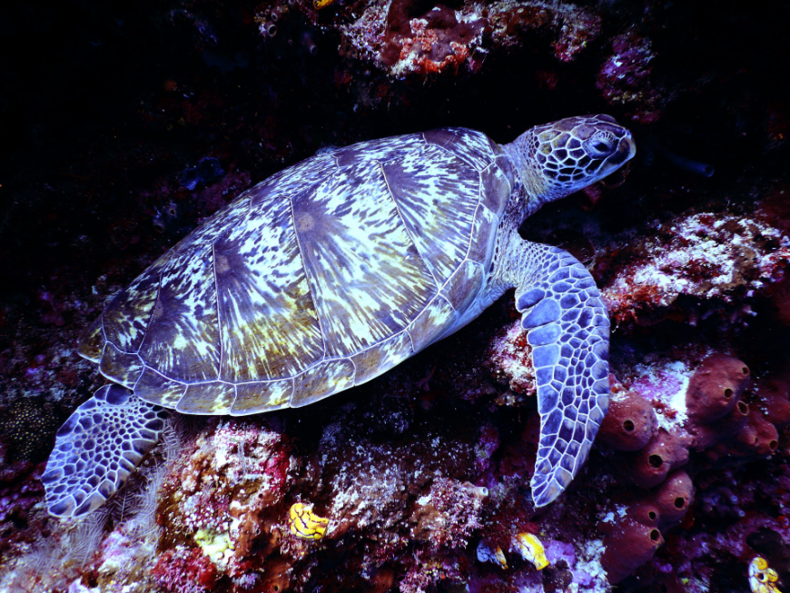 Coral reefs are not only alive themselves, they also serve as a home and source of food for other living creatures. Belize Barrier Reef Image: A sea turtle swims near an underwater crevice.