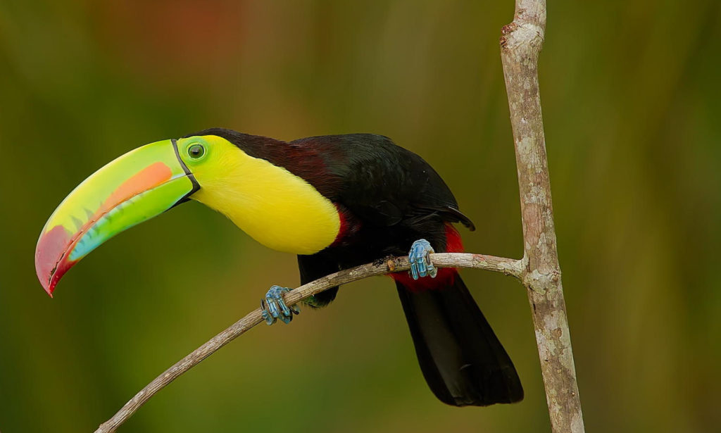 This birdie is just the beginning of your colourful nature tour. Wildlife Experiences Image: A keel-billed toucan sits on a tree branch. The bird has a colourful beak and body—red, orange, blue, and green beak. A green ring around a dark eye. Yellow throat with a black body augmented by read feathers near the tail, and blue feet.