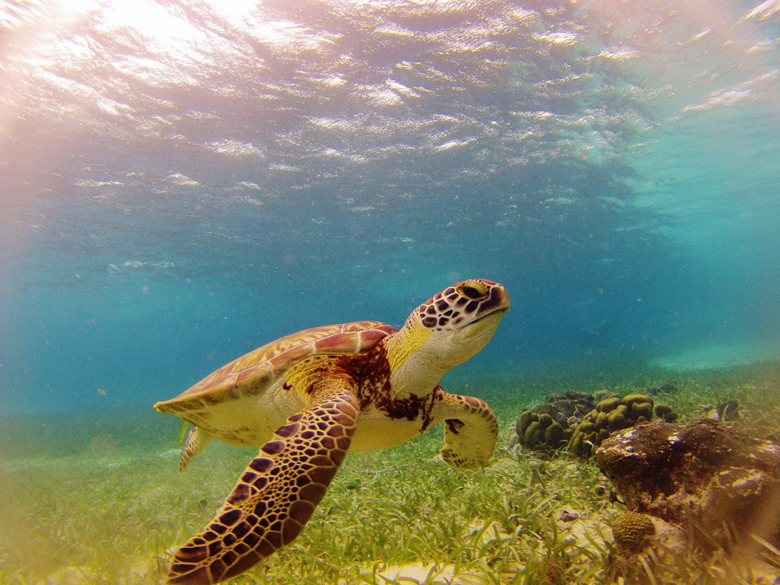 One day, those little sea turtles from earlier will grow up to be big and beautiful—just like this. Wildlife Experiences Image: A sea turtle swims in the pristine waters of this marine reserve.