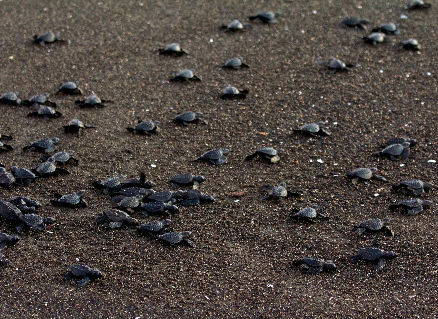 These little turtles are making their way out to the water for the first time, and you can be play a part in their journey. Wildlife Experiences Image: Baby sea turtles crawl through the sand to make their way to the ocean.