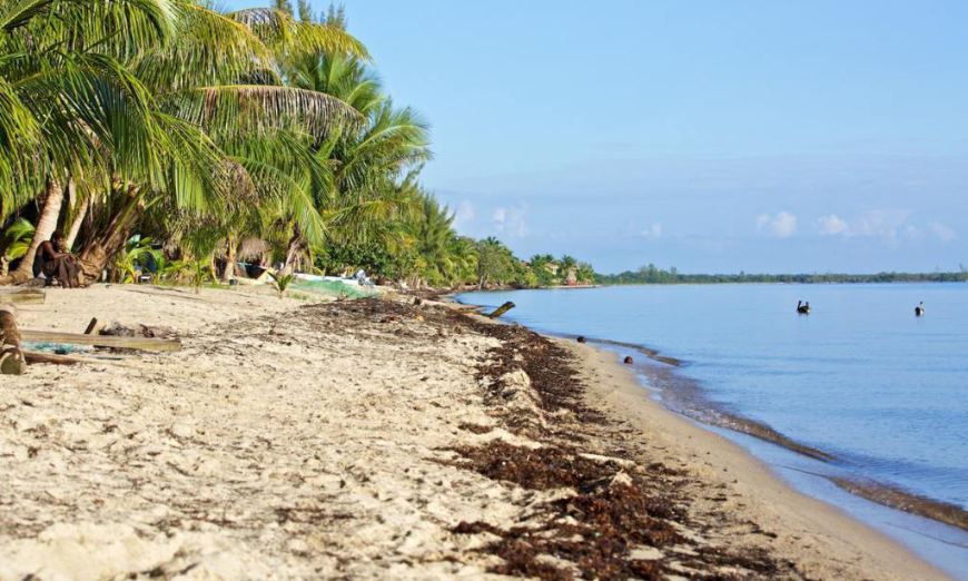 Best Beaches for Swimming in Belize Image: Close-up of the shoreline of Hopkins—gently lapping water, palm trees,and sea plants.