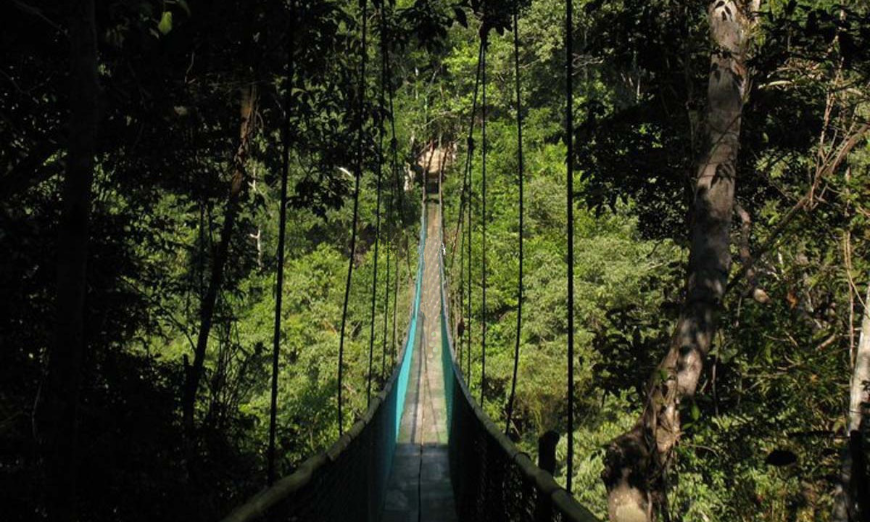Best Proposal Ideas Image: A suspension bridge immersed in shadow and light within a forest canopy.