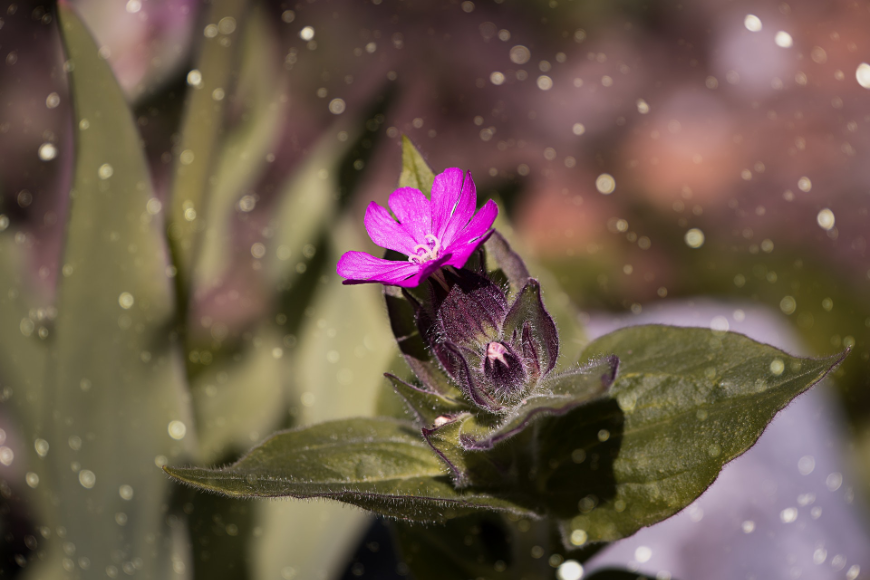 The saying goes: April showers bring May flowers. Best time to visit Central America Image: A blossoming fuchsia coloured wildflower is caught in rain.