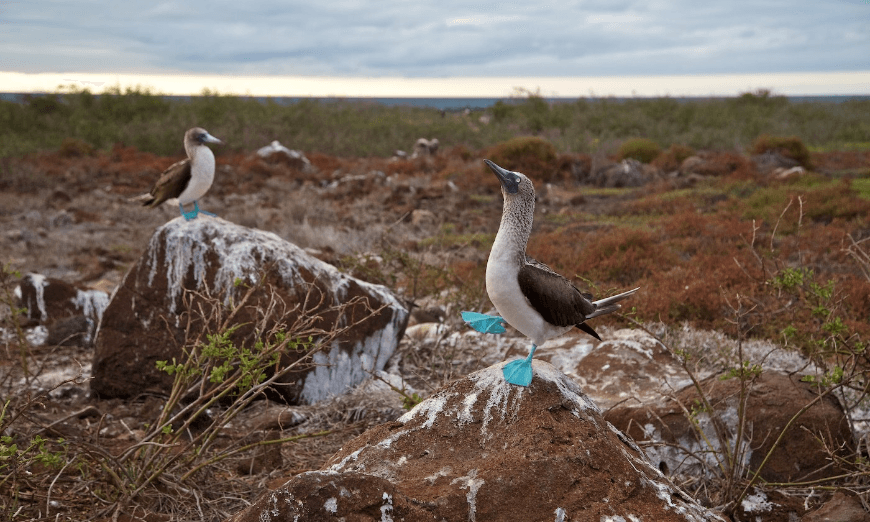 As David Bowie sang, “Let's dance!” Best Travel Stories Image: Blue-footed boobies do a mating dance on rocks on the Galápagos Islands of Ecuador.