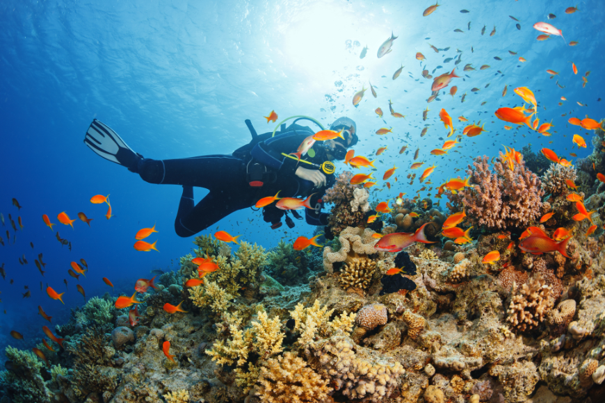 Are you really surprised that the sea is as amazing as the shore? Central America in Winter Image: A diver explores a coral reef surrounded by orange fish.
