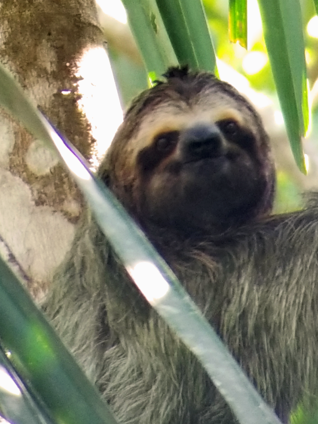 In the beautiful region of Puntarenas, you can see sloths not once, but twice during your trip. Costa Rica Mother's Day Image: A sloth sits in a tree and appears to look straight at the camera.