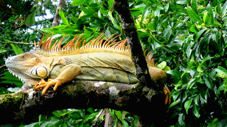 Into The Rainforest