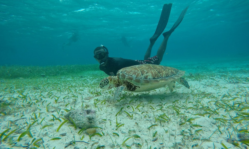 Moving to Belize Image: A snorkeler swims next to a sea turtle.