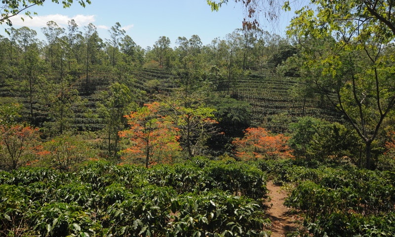 The rich dark cup of coffee you enjoy starts out beautifully green. Eco-Friendly Costa Rica Image: A photograph of the coffee plantation shows an an abundance of bushes and trees.