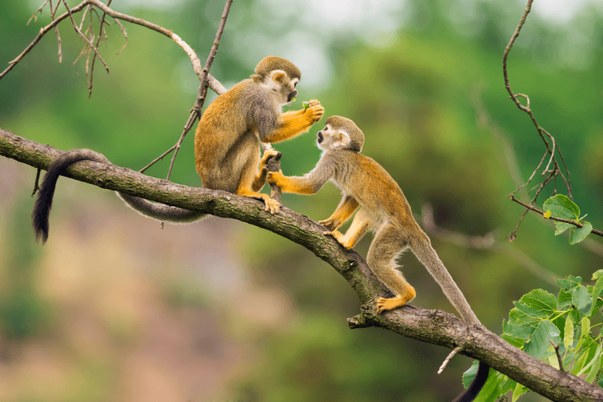 Ecuador Wildlife Image: Two common squirrel monkeys play on a tree branch.