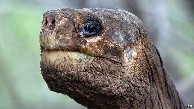 Galápagos Islands Image: A close-up of the expressive face of Lonesome George when he was still alive.