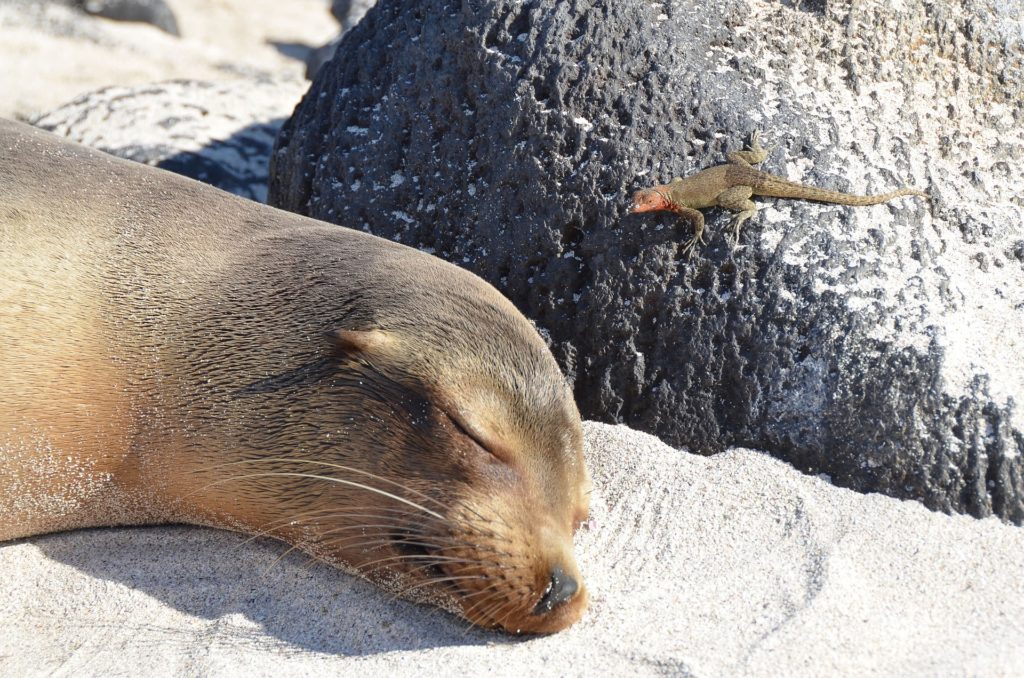 Galápagos Islands Image: A sea lion naps whilst a tiny lizard sits on a nearby rock; both are enjoy basking in the sunshine.