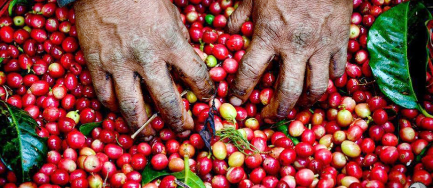 Coffee doesn't get any fresher than this... Green Season Image: Experienced hands comb through red coffee berries.