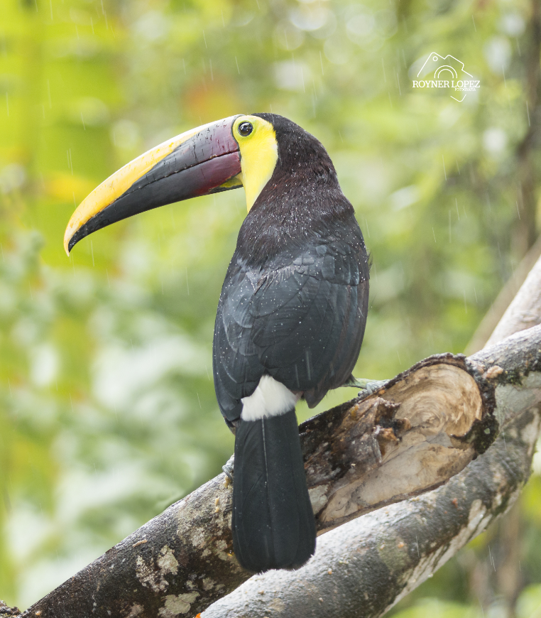 Make-A-Wish Costa Rica Image: A chestnut-mandibled toucan bird sits on a thick branch.