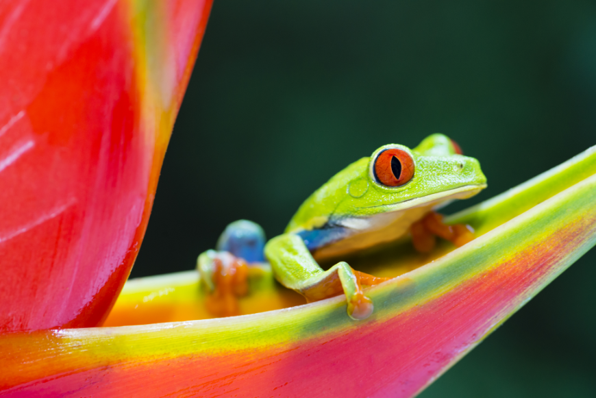 Make-A-Wish Costa Rica Image: A red-eyed tree frog sits on a heliconia flower.