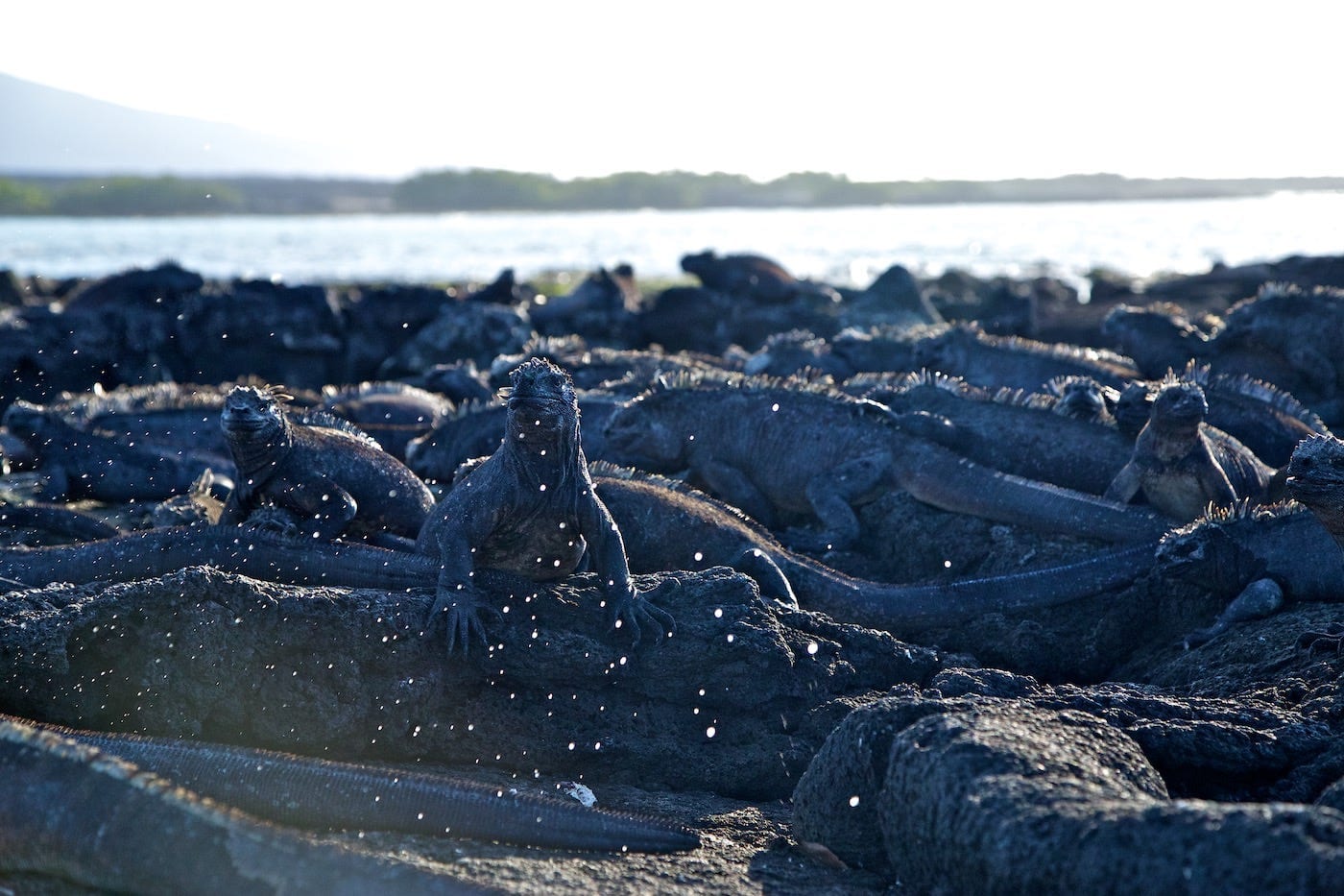 Photos Of The Galápagos Image: An island full of marine iguanas.