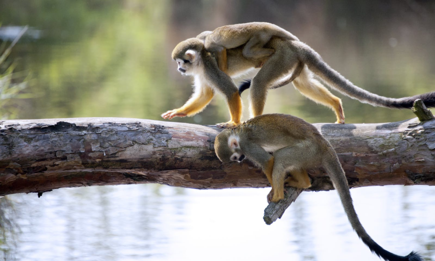 Looks like this family is headed off on their own adventure. Offset Travel Carbon Footprint Image: A family of 3 squirrel monkeys makes their way across a tree.