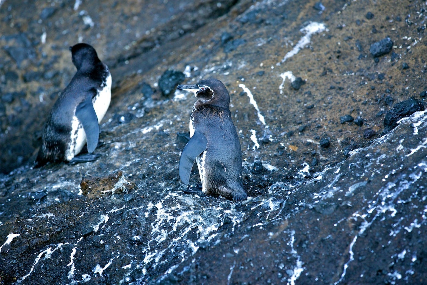 Photos Of The Galápagos Image: Two Galápagos penguins are enjoying their rocky habitat.
