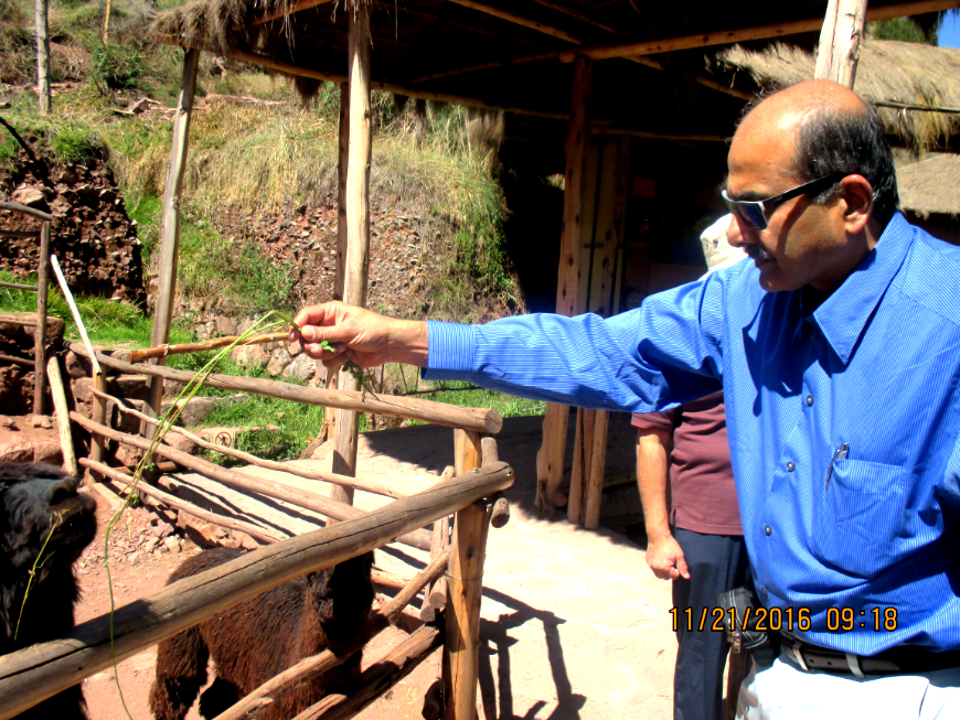 Peru Group Tour Image: Photograph of Mr. Nayak feeds a llama who is standing behind a wooden gate.
