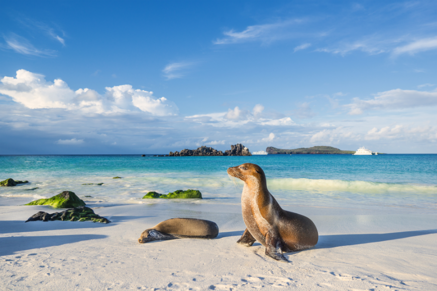 Bask in the warm memories of your vacation like these sea lions are basking in the sunlight. Peru or Ecuador Image: Two sea lions lounge off the shore of an island within the Galápagos.