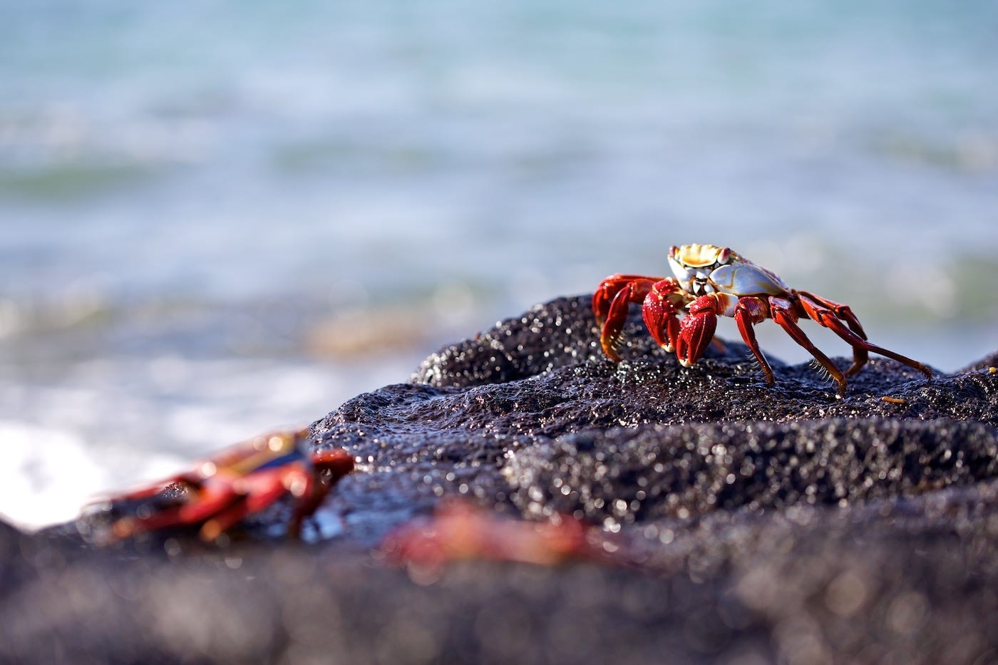 Photos Of The Galápagos Image: A Sally Lightfoot crab sits on a rock near the ocean; two other crabs are blurred in the foreground. 