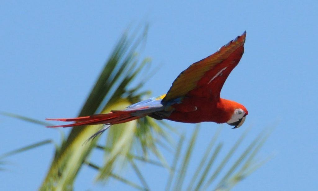 If only air travel were this simple... Vacation Time Image: A scarlet macaw parrot is mid flight; a blue sky and the tips of green palm trees are behind her.
