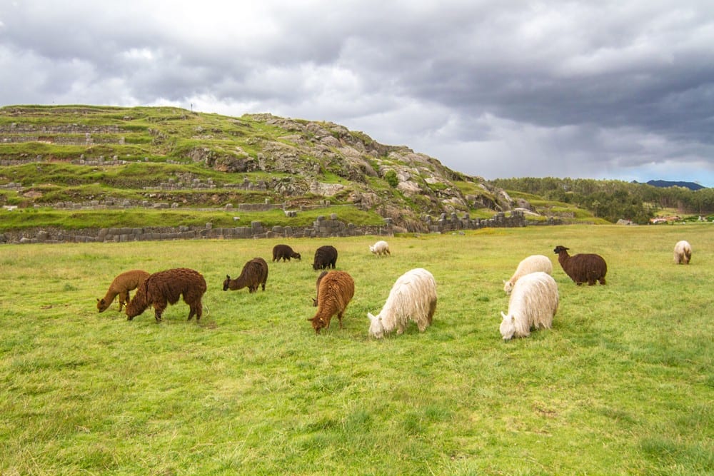 A moment of quiet contemplation can be had at anytime, including watching grazing sheep. Mystical Destinations Image: Black, brown, and white sheep graze the green grass of the Sacred Valley.
