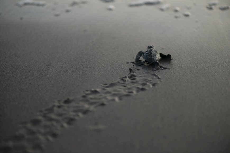Chances are when you see this in real life, words will escape you...it's just that incredible. Summer In Panama Image: A baby sea turtle crawls toward the ocean.