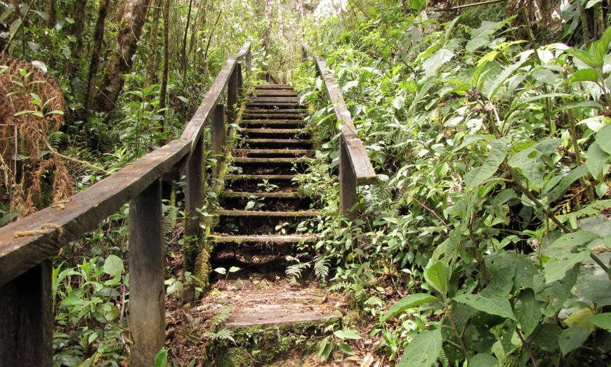 Sustainable Travel Image: A trail including wooden steps leads deeper into a green jungle.