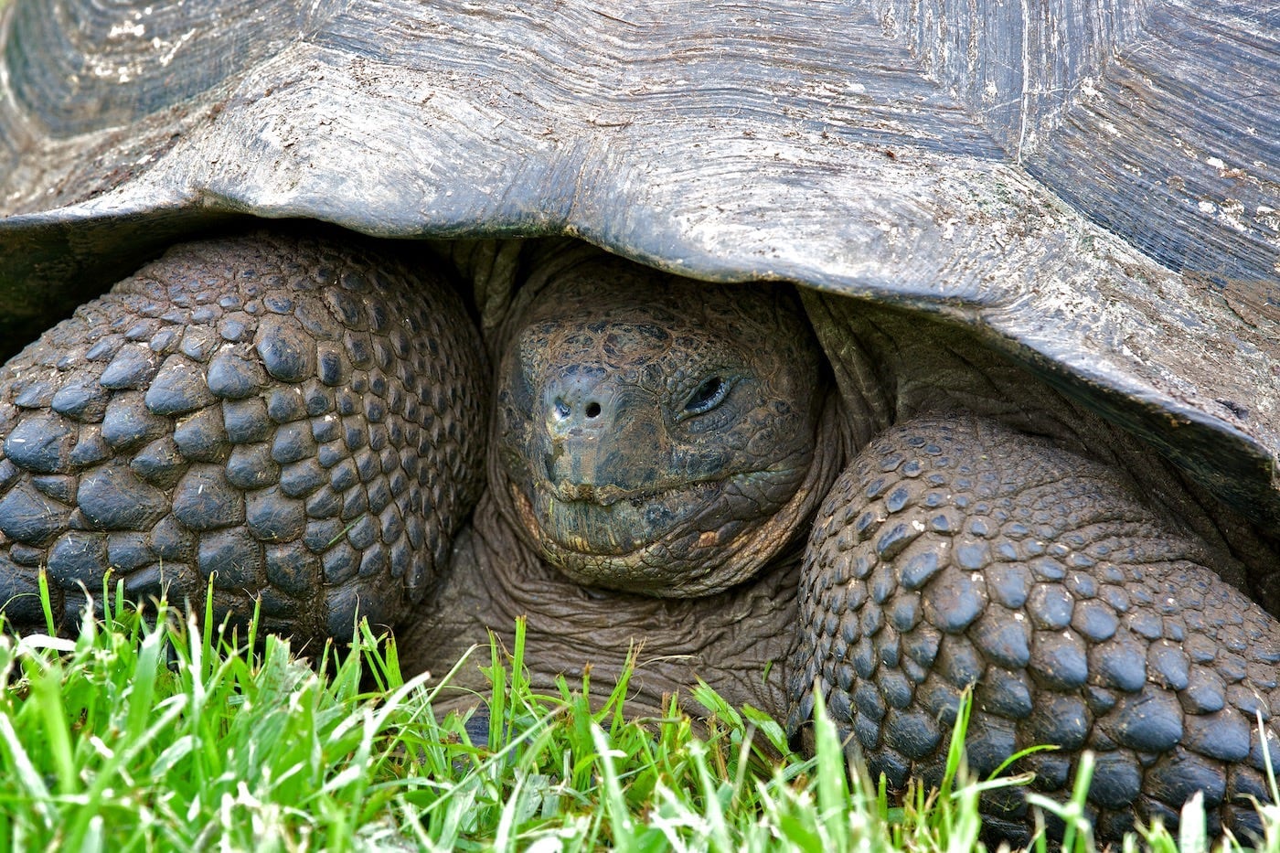 Photos Of The Galápagos Image: A tortoise has retracted back into her or his shell a bit.