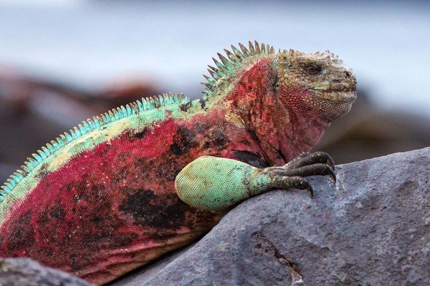 Photos Of The Galápagos Image: A vibrant iguana in shades ot turquoise, orange, and red sits on a rock.
