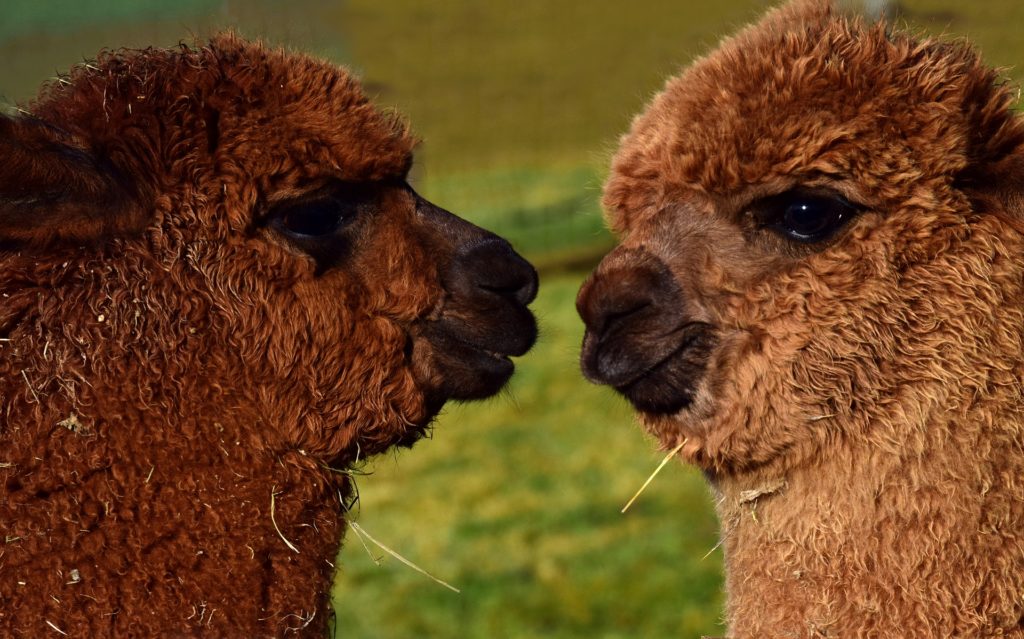 Unique Peru Image: Two brown alpacas appear to be chatting with each other.