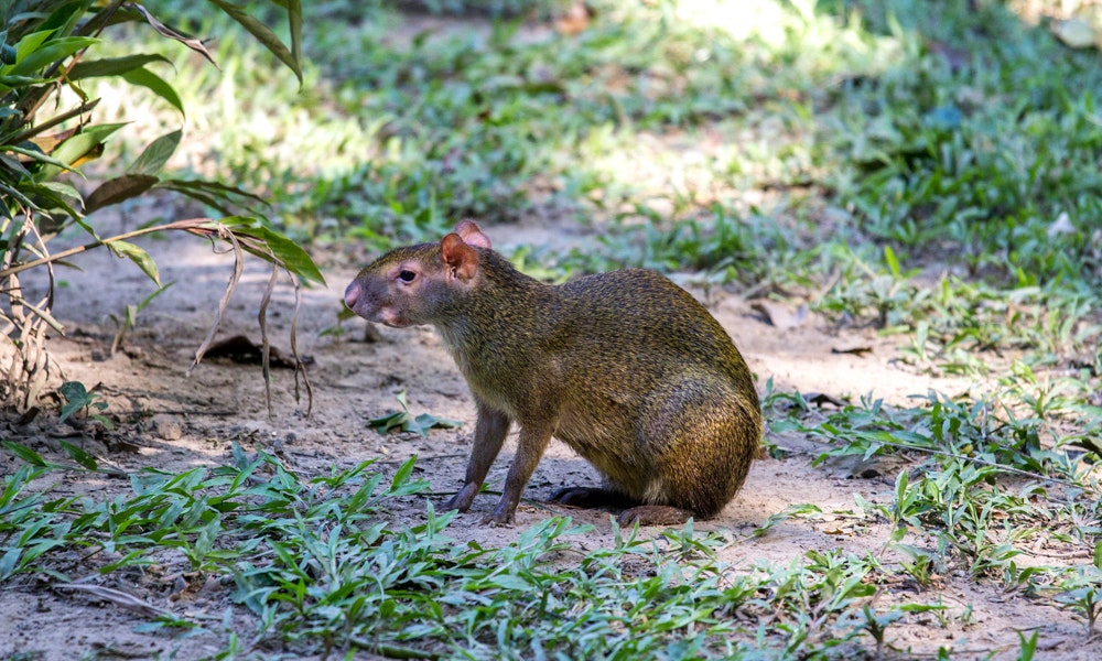 Unique Peru Image: A brown animal similar to a smaller version of a capybara sits in dirt, foliage, and sunlight.