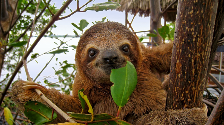 Make-A-Wish Costa Rica Image: A sloth sits in a tree, munching on a leaf and appearing to smile.