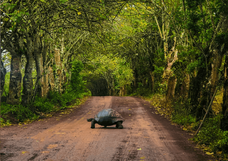 About Card Background