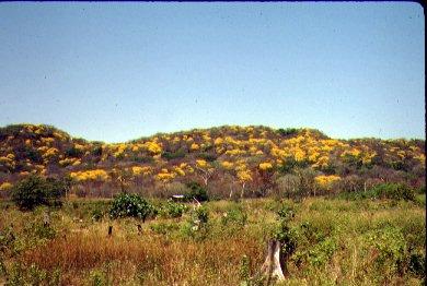 Lomas Barbudal Reserve Costa Rica