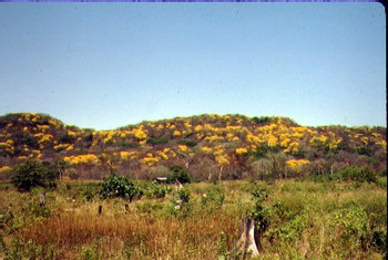 Reserva Biológica Lomas Barbudal photo 2