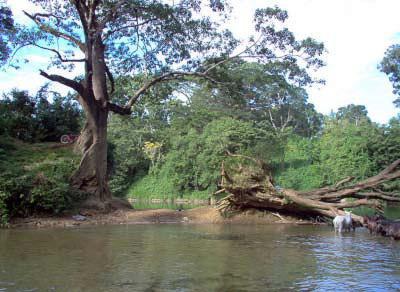 Guanacaste National Park Costa Rica