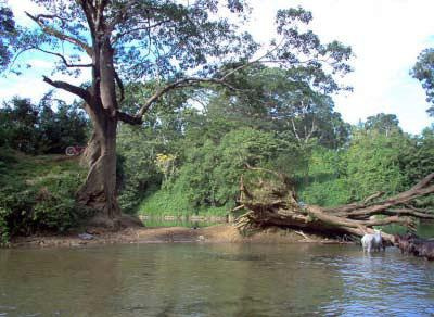 Guanacaste National Park