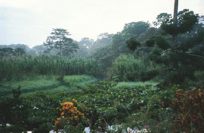 Costa Rica - Aviarios del Caribe Reserve