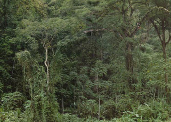 Hitoy-Cerere Biological Reserve