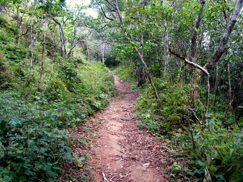 Altos de Campana National Park Panama